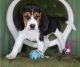 Beagle Puppies for sale in Reno, NV, USA. price: $1,000