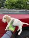 Beagle Puppies for sale in Ypsilanti, MI, USA. price: $250