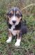 Beagle Puppies for sale in Columbus, KS 66725, USA. price: $150