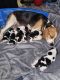 Beagle Puppies for sale in Midway, TX 75852, USA. price: $500