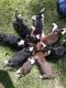 Beagle Puppies for sale in 11365 10 Mile Rd NE, Rockford, MI 49341, USA. price: $250