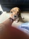 Beagle Puppies for sale in New York, NY, USA. price: $400