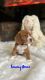 Beagle Puppies for sale in Youngstown, OH, USA. price: $500
