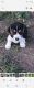 Beagle Puppies for sale in Kamloops, BC, Canada. price: $123