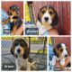 Beagle Puppies for sale in Columbiana, OH 44408, USA. price: $150