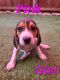 Beagle Puppies for sale in Dallas, TX, USA. price: $600