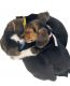 Beagle Puppies for sale in Peoria, AZ, USA. price: $2,000