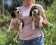 Beagle Puppies for sale in New York, NY 10013, USA. price: $600