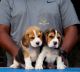 Beagle Puppies for sale in Pune, Maharashtra, India. price: 3,500 INR