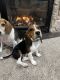 Beagle Puppies for sale in Big Lake, MN, USA. price: $400