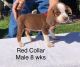 Beagle Puppies for sale in Willow Springs, MO 65793, USA. price: $800