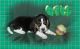 Beagle Puppies for sale in Delta, PA 17314, USA. price: $50,000