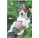 Beagle Puppies for sale in Grosse Pointe Farms, MI, USA. price: NA