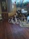Beagle Puppies for sale in Camden, NY 13316, USA. price: NA
