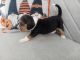 Beagle Puppies for sale in Cape Coral, FL, USA. price: $900