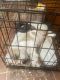 Beagle Puppies for sale in Montgomery, AL, USA. price: $7,000