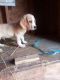 Beagle Puppies for sale in Bear Creek Village, PA, USA. price: $300