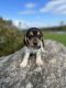 Beagle Puppies for sale in Campbell Hall, NY, USA. price: $400