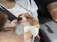Beagle Puppies for sale in 1406 Bass Slough Cir, Kissimmee, FL 34743, USA. price: $1,000