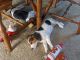 Beagle Puppies for sale in New Ipswich, NH 03071, USA. price: $700