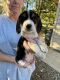 Beagle Puppies for sale in Lagrange, OH 44050, USA. price: $200