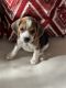 Beagle Puppies for sale in Fontana, CA, USA. price: NA