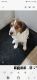 Beagle Puppies for sale in New Milford, NJ 07646, USA. price: $1,500