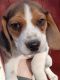 Beagle Puppies for sale in Greenfield, IN 46140, USA. price: $200
