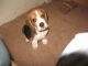 Beagle Puppies for sale in Harleysville, PA 19438, USA. price: $400