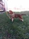 Beagle Puppies for sale in Olin, NC 28660, USA. price: $450
