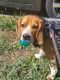 Beagle Puppies for sale in Bridgeport, CT, USA. price: $150