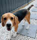 Beagle Puppies for sale in Blacktown, New South Wales. price: $500