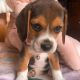 Beagle Puppies for sale in Chicago, Illinois. price: $650