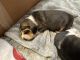 Beagle Puppies for sale in Tempe, Arizona. price: $900