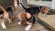 Beagle Puppies for sale in New York, New York. price: $400