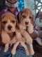 Beagle Puppies for sale in Chennai, Tamil Nadu. price: 8,000 INR