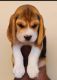 Beagle Puppies for sale in Chennai, Tamil Nadu. price: 8,000 INR