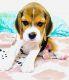 Beagle Puppies for sale in Chennai, Tamil Nadu. price: 10,000 INR