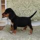 Beagle Puppies for sale in Boston, Massachusetts. price: $400