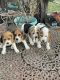 Beagle Puppies for sale in Pharr, Texas. price: $250