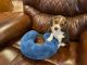Beagle Puppies for sale in Boston, Massachusetts. price: $550