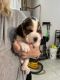 Beagle Puppies for sale in Oklahoma City, Oklahoma. price: $500
