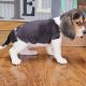 Beagle Puppies for sale in Susanville, California. price: $1,600