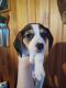 Beagle Puppies for sale in Bakersville, North Carolina. price: $250