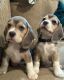 Beagle Puppies for sale in California Coastal Trl, San Francisco, CA 94129, USA. price: $850