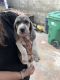 Beagle Puppies for sale in Baldwin Park, California. price: $750