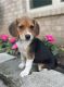 Beagle Puppies for sale in 6401 Bluebonnet Blvd, Baton Rouge, LA 70836, USA. price: $500