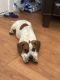 Beagle Puppies for sale in New Orleans, Louisiana. price: $1,000
