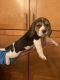 Beagle Puppies for sale in Riverside, CA 92509, USA. price: $600