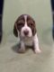 Beagle Puppies for sale in Arvin, California. price: NA